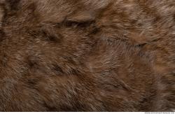 Photo Textures of Animal Skin